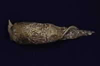 Mikado Pheasant Collection Image, Figure 1, Total 11 Figures
